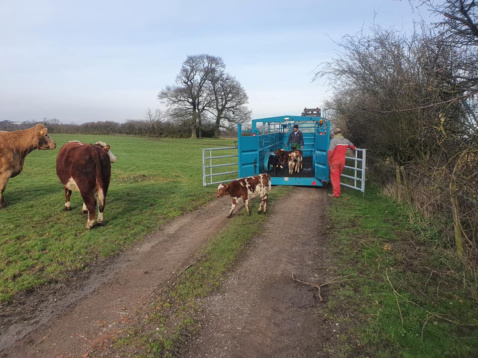 Transportes de ganado